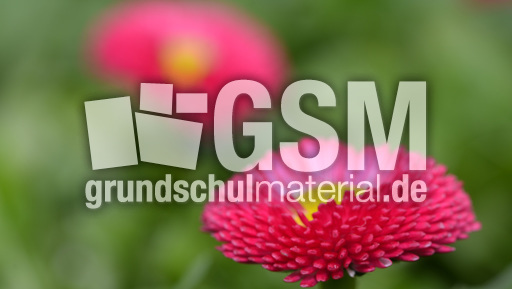 Rotes Gänseblümchen (3).jpg